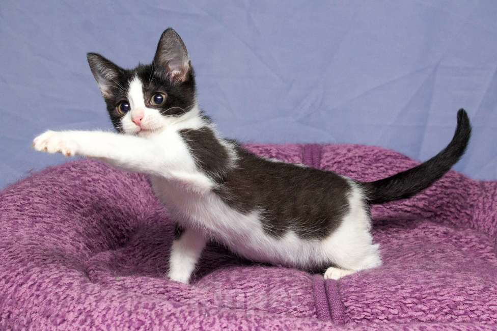 Кошки в Москве: Самые любопытные ушки в мире. Миюша Девочка, Бесплатно - фото 3