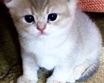 Кошки в Сухиничах: Шотландский вислоухий котенок голубое золото Девочка, 10 000 руб. - фото 5
