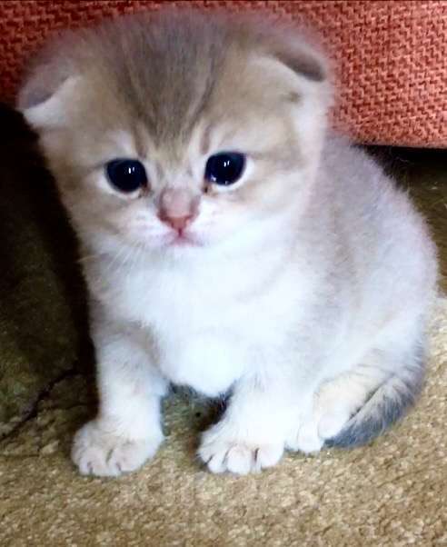 Кошки в Сухиничах: Шотландский вислоухий котенок голубое золото Девочка, 10 000 руб. - фото 5