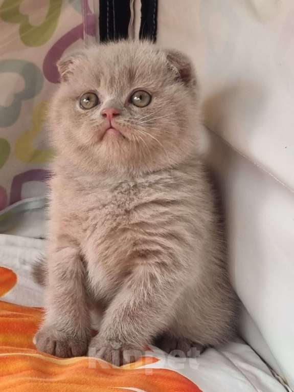 Кошки в Москве: Голубого окраса мальчик  Мальчик, 15 000 руб. - фото 3