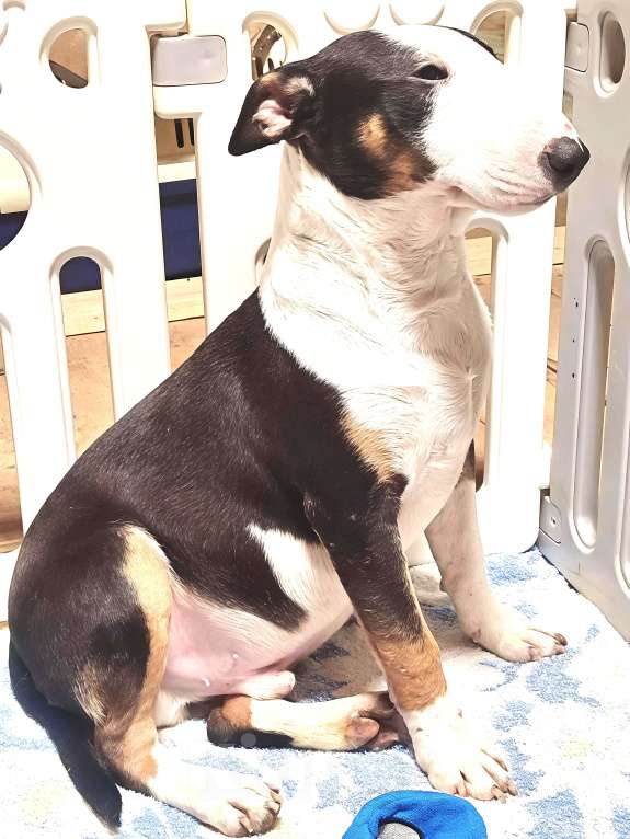 Собаки в Перми: Мини-бультерьер, щенки Мальчик, Бесплатно - фото 3