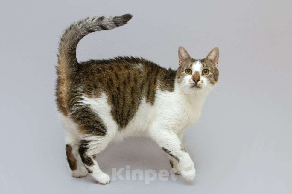 Кошки в Москве: Котик Барсик ищет доброе сердце. Мальчик, Бесплатно - фото 2