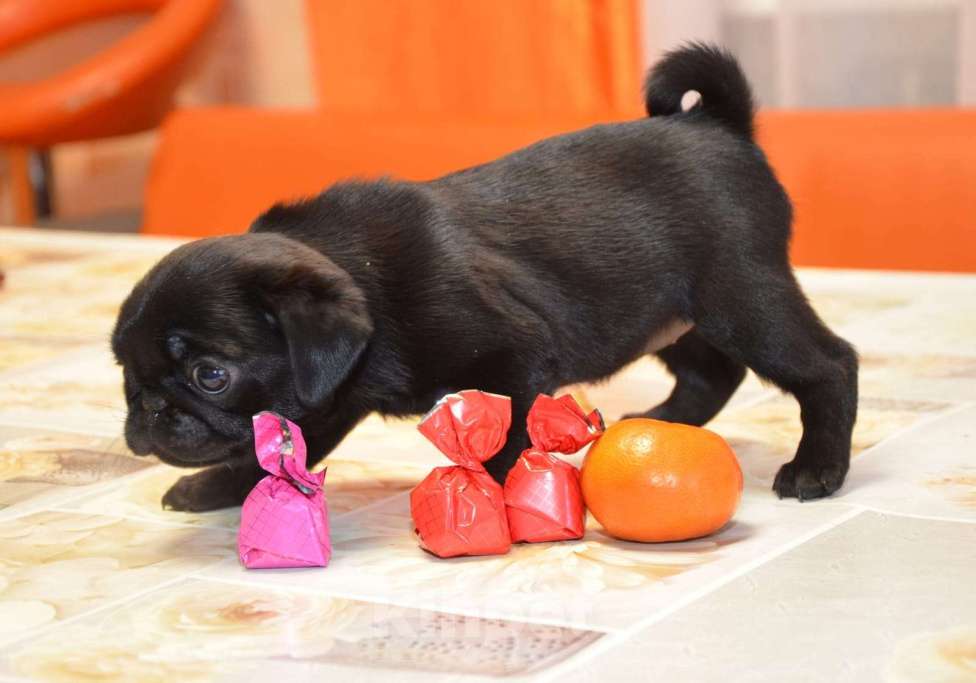 Собаки в Твери: Малышка мопса Девочка, 40 000 руб. - фото 3