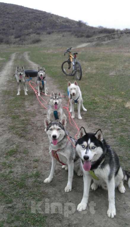 Собаки в других городах Ростовской области: Хаски красавчик! Мальчик, Бесплатно - фото 7