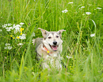 Собаки в Москве: Милая собачка Жуженька ищет дом Девочка, Бесплатно - фото 3