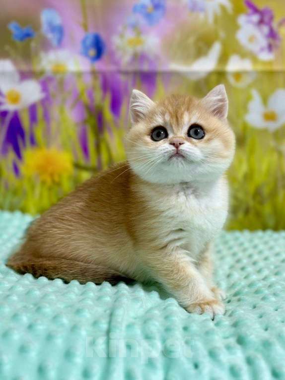 Кошки в Москве: Британская золотая шиншилла  Девочка, 60 000 руб. - фото 3