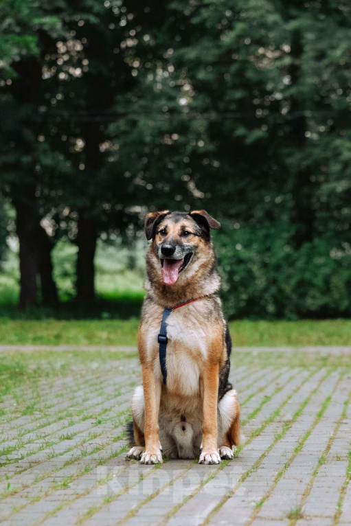 Собаки в Москве: Лучший Бро в добрые руки Мальчик, Бесплатно - фото 2