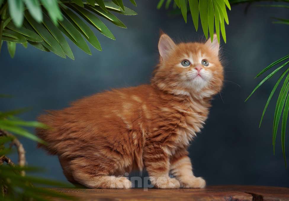 Кошки в других городах Алтайского края: Мини рыськи Мальчик, Бесплатно - фото 6