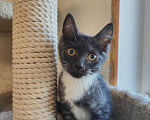 Кошки в Химках: Котенок девочка Девочка, Бесплатно - фото 1