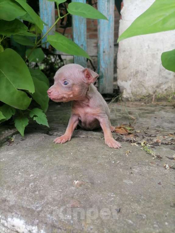 Собаки в Новочеркасске: Русский Той-терьер  Девочка, 10 000 руб. - фото 9