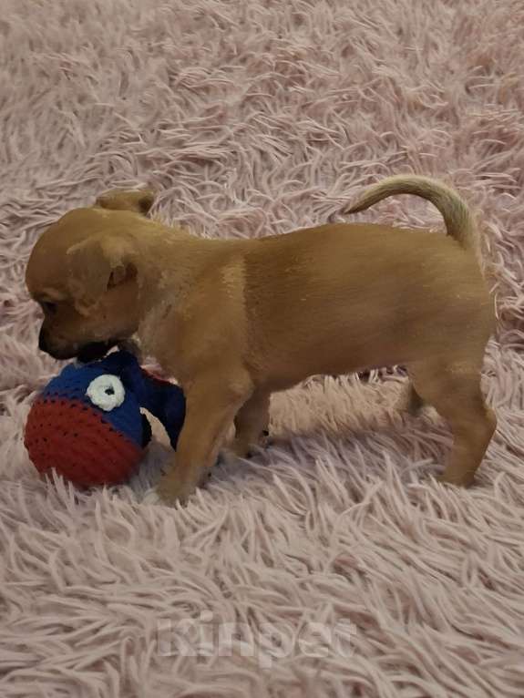 Собаки в Краснодаре: Девочка рыжая Девочка, 10 000 руб. - фото 2