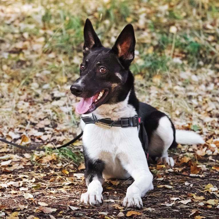Собаки в Павловском Посаде: Ричик ищет дом Мальчик, Бесплатно - фото 5