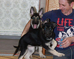 Собаки в Белгороде: Кобель ВЕО вязка Мальчик, 2 400 руб. - фото 3