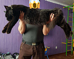 Кошки в Астрахани: Мейн кун вязка, Бесплатно - фото 1