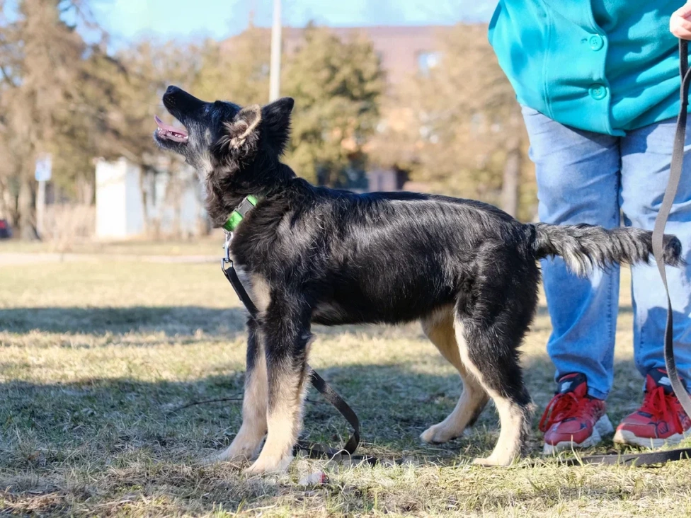 Собаки в Москве: Щенок в добрые руки (помесь с овчаркой) Девочка, Бесплатно - фото 9