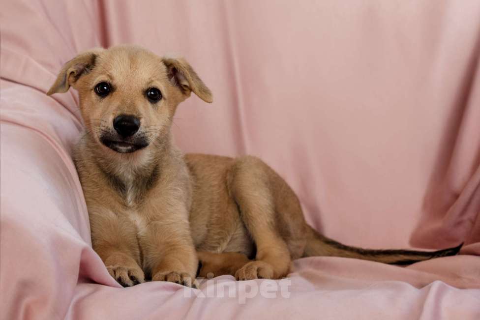 Собаки в Одинцово: Щенок метис породы Чинук Девочка, Бесплатно - фото 3