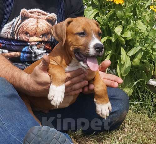 Собаки в Пушкино: Яркий рыжик Мальчик, 50 000 руб. - фото 3