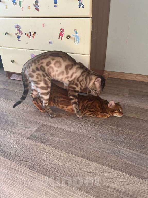 Кошки в Санкт-Петербурге: Бенгальские котята, девочки. Девочка, 20 000 руб. - фото 9