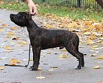Собаки в Калининграде: Щенок стаффордширского бультерьера  Мальчик, 50 000 руб. - фото 2