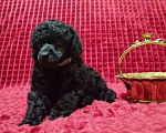 Собаки в Москве: Пудель миниатюрный черный мальчик Мальчик, 100 000 руб. - фото 5