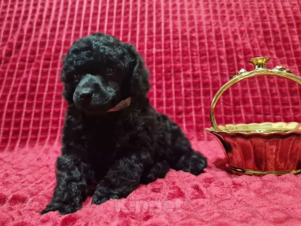 Собаки в Москве: Пудель миниатюрный черный мальчик Мальчик, 100 000 руб. - фото 5