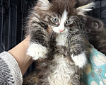 Кошки в Санкт-Петербурге: Котенок Лоуэн Мальчик, Бесплатно - фото 3
