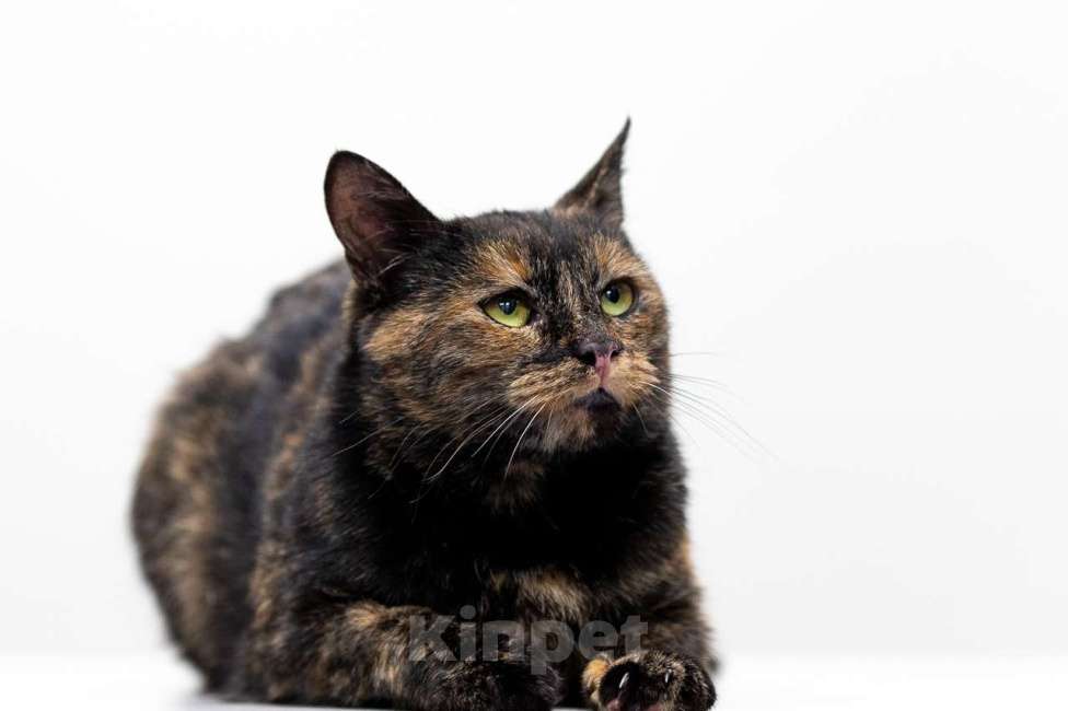 Кошки в Москве: кошка Ульяна Девочка, Бесплатно - фото 3