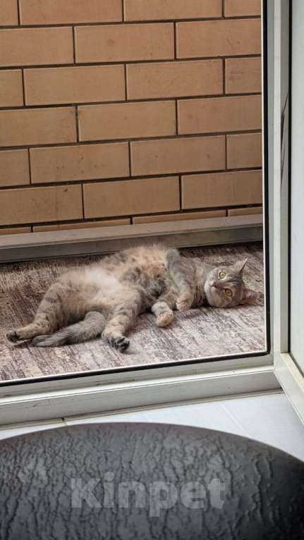 Кошки в Курганинске: Пропала кошка в г.Курганинск Девочка, 1 000 руб. - фото 6