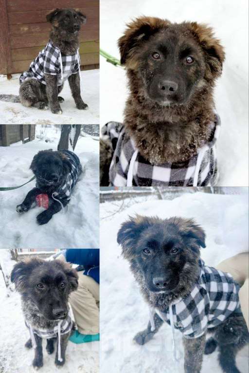 Собаки в Москве: Щенки от немецкой овчарки Мальчик, Бесплатно - фото 1