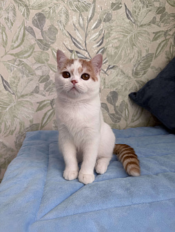 Шотландский короткошерстный котенок