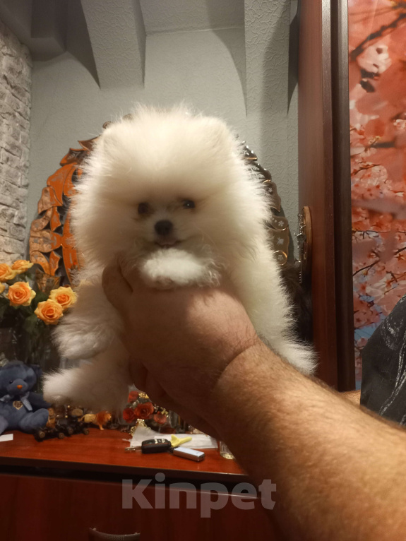 Собаки в Екатеринбурге: шпицемишка мини Мальчик, Бесплатно - фото 1