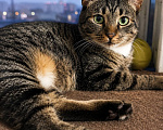 Кошки в Москве: Котик Феникс ищет дом Мальчик, Бесплатно - фото 2