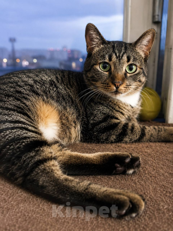 Кошки в Москве: Котик Феникс ищет дом Мальчик, Бесплатно - фото 2