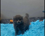 Кошки в Воронеже: Шотландский вислоухий котенок  Мальчик, 3 000 руб. - фото 2