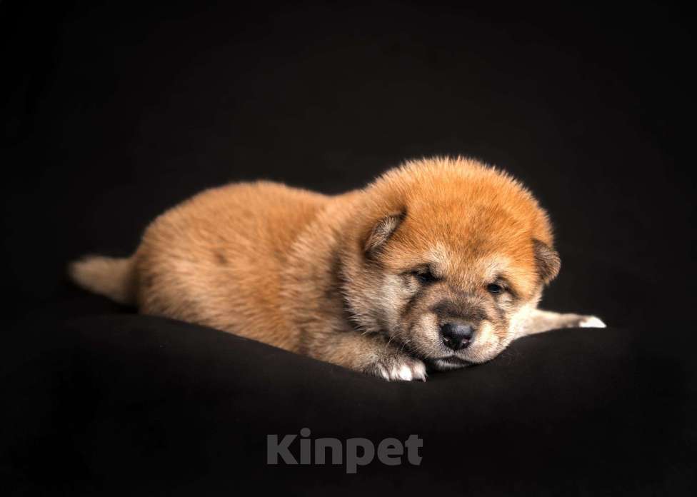 Собаки в Санкт-Петербурге: Щенки Сиба Ину Мальчик, Бесплатно - фото 2