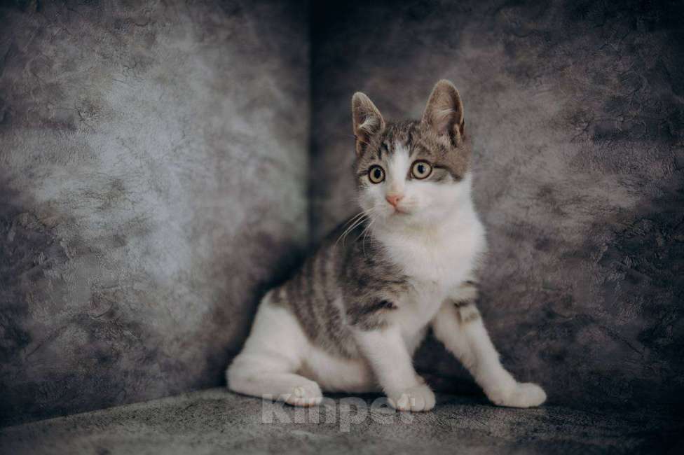 Кошки в Москве: Степан ищет дом!  Мальчик, Бесплатно - фото 3