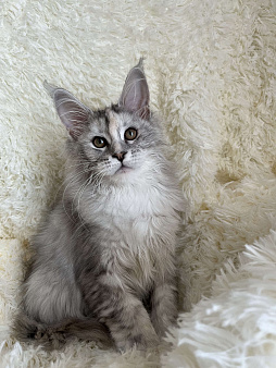 Котята Мейн кун