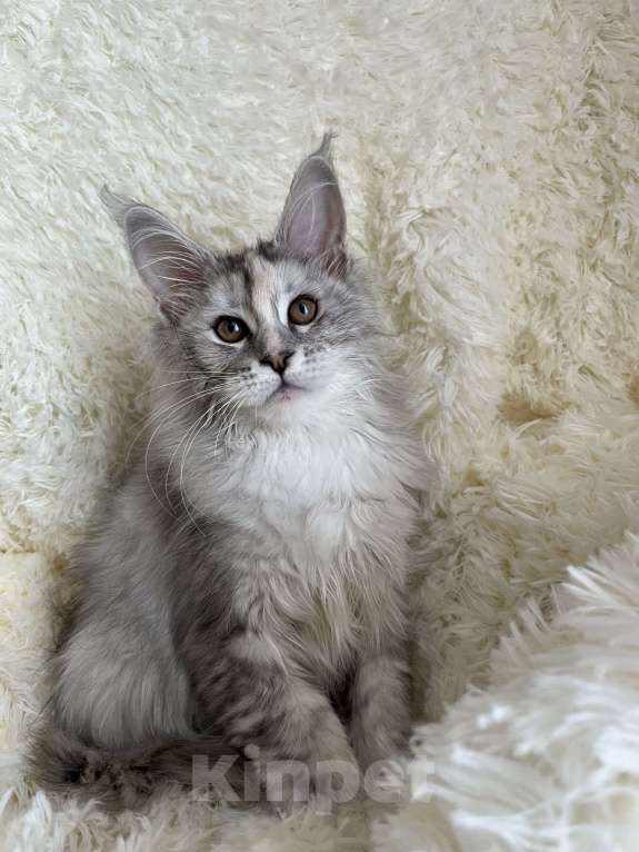 Кошки в Киселевске: Котята Мейн кун Девочка, 40 000 руб. - фото 1