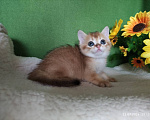 Кошки в Москве: Котик Keksik скоттиш страйт в золотом окрасе ny11 Мальчик, Бесплатно - фото 3
