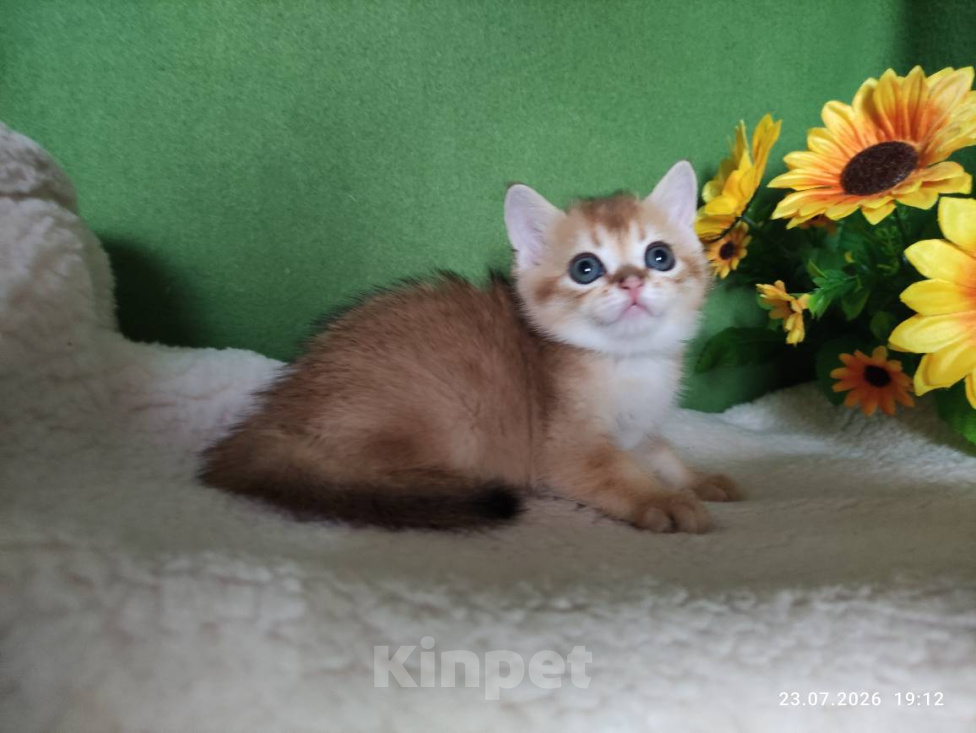 Кошки в Москве: Котик Keksik скоттиш страйт в золотом окрасе ny11 Мальчик, Бесплатно - фото 3