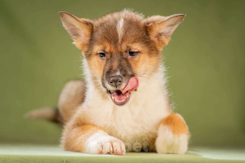 Собаки в Клине: Кешью - трепетная малышка Девочка, Бесплатно - фото 6