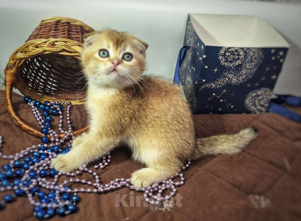 Кошки в Москве: Вениамин Мальчик, 50 000 руб. - фото 7