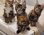 Кошки в Подольске: Котята мейн-кун Разнополые, Бесплатно - фото 3