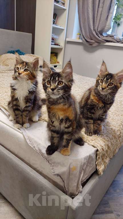 Кошки в Подольске: Котята мейн-кун Разнополые, Бесплатно - фото 3