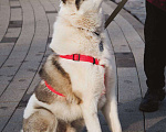 Собаки в Москве: Дружок ищет дом Мальчик, Бесплатно - фото 4