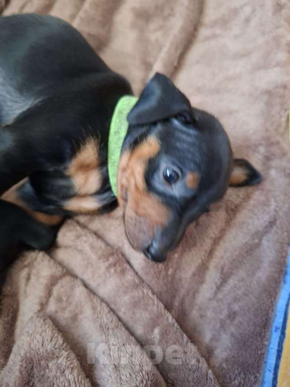 Собаки в Краснодаре: Щенуля Девочка, 19 000 руб. - фото 3