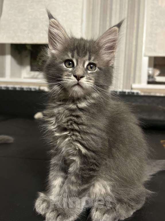 Кошки в Твери: мейн кун от чемпионов породы Мальчик, 50 000 руб. - фото 3