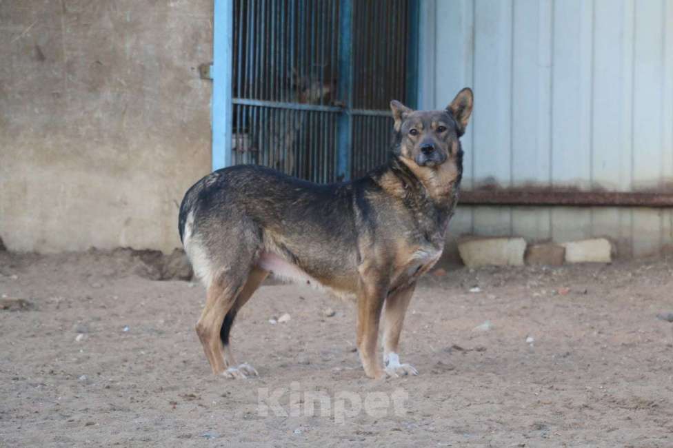 Собаки в Москве: Ирида Девочка, Бесплатно - фото 2