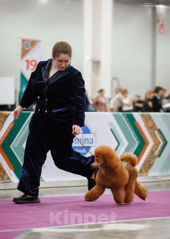 Собаки в Москве: Миниатюрный пудель, вязка  Мальчик, Бесплатно - фото 4