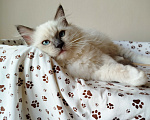Кошки в Москве: Котик котёнок рэгдолл Мальчик, 60 000 руб. - фото 4